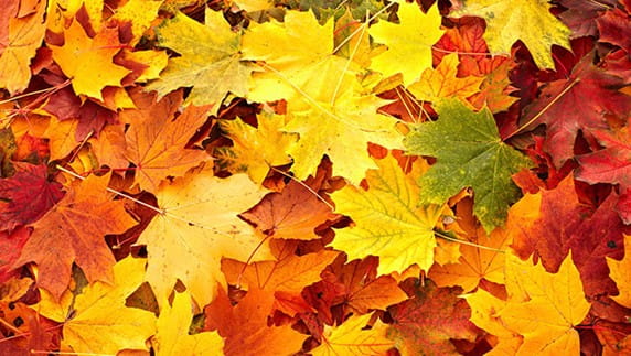 Fall 2022 Newsletter