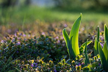 Spring 2026 Newsletter